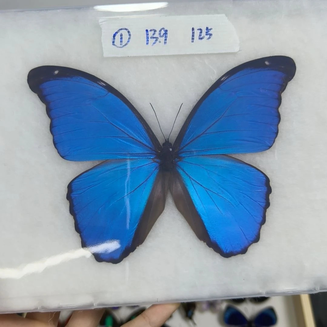 真蝴蝶标本一物一拍