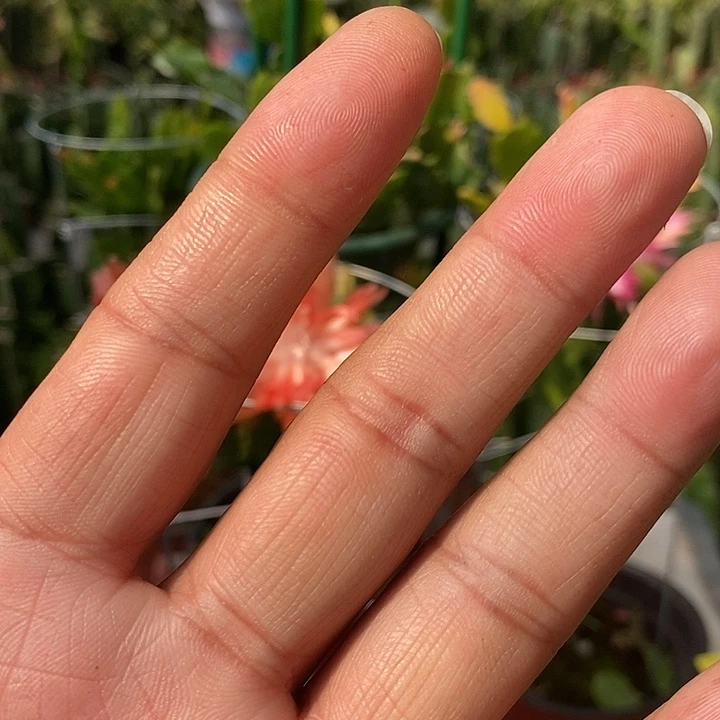 陈*红黄白粉紫橙重瓣一个一片