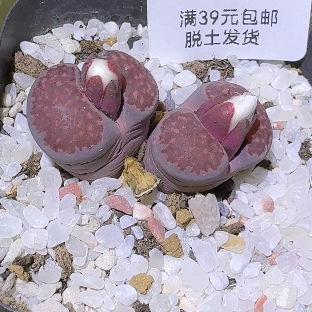 387多肉哈哈哈哈哈哈哈