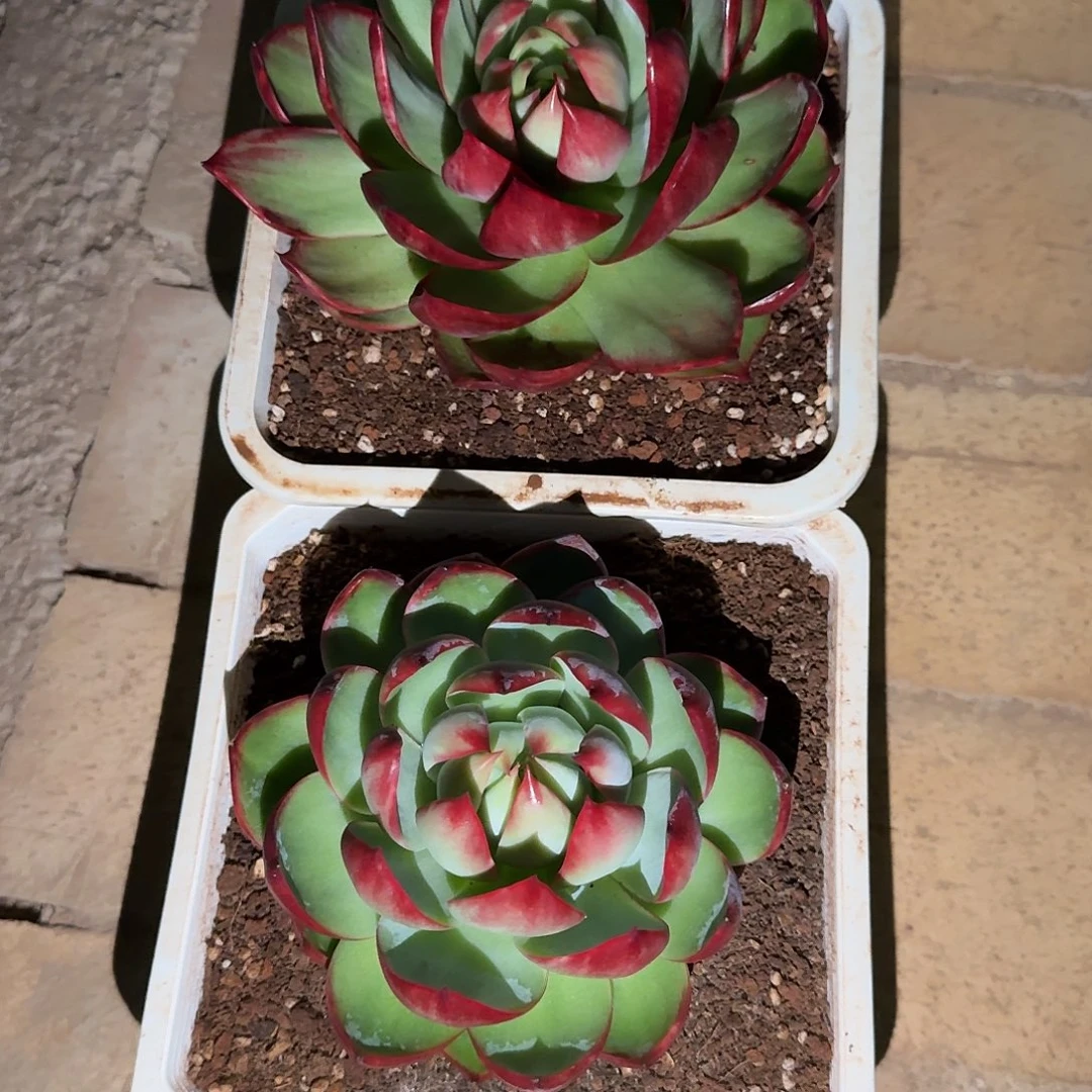 用***罗惊鸿仙子多肉植物链接