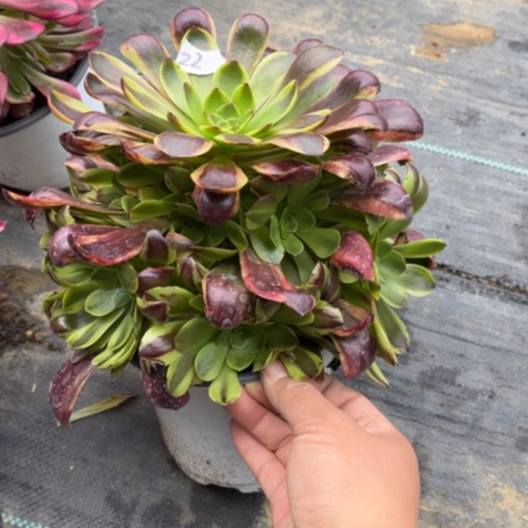 【闪购商品】22欧佳丽多肉法师