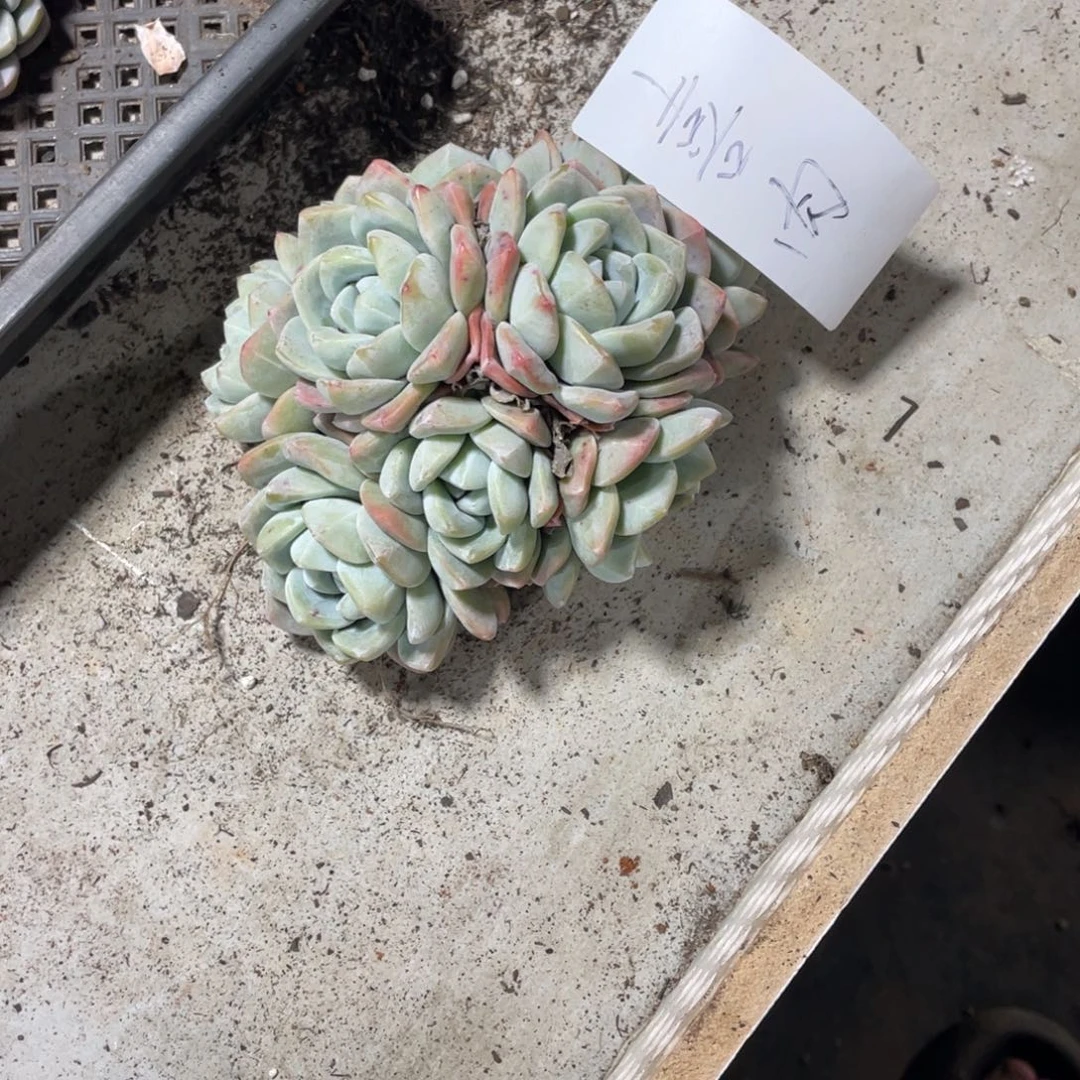 喜肉专拍冰玉群生多头