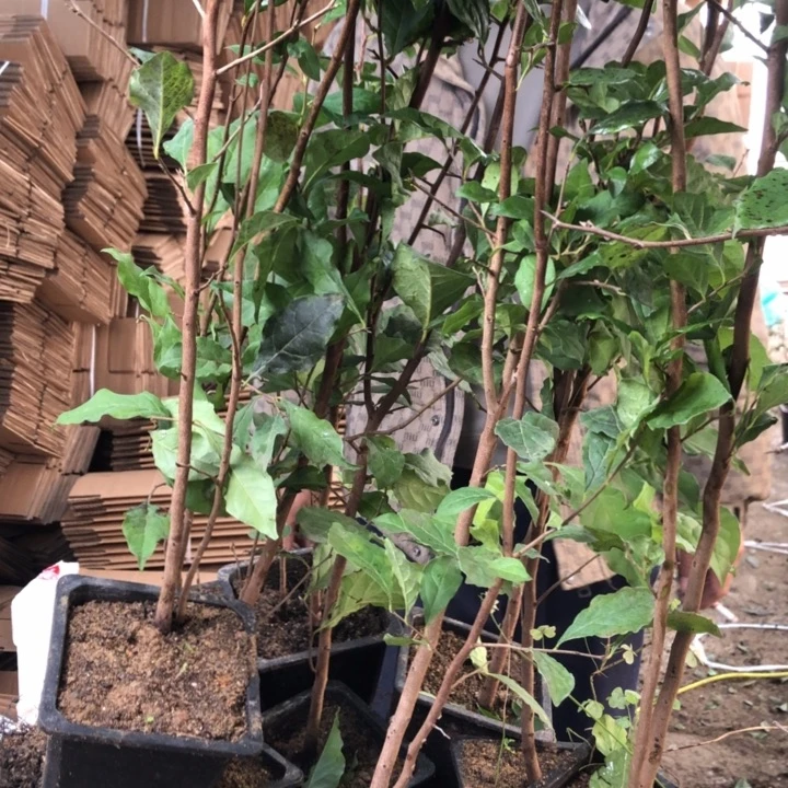 无花朵老鸭是老鸭