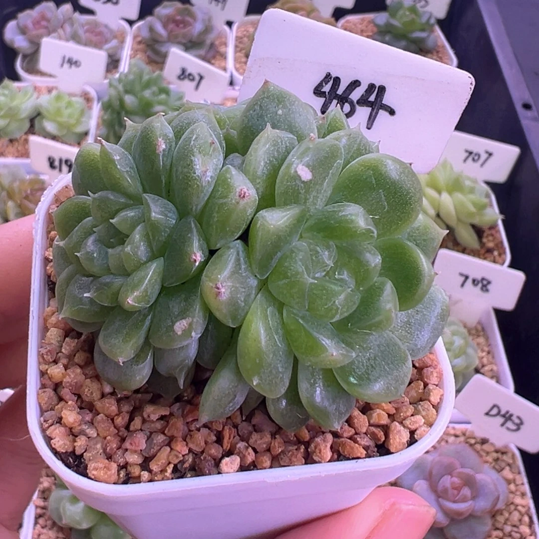 464号泼天富贵4头