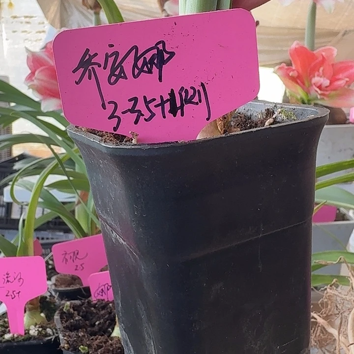 无花朵乔安娜朱顶红直径3.3加2侧