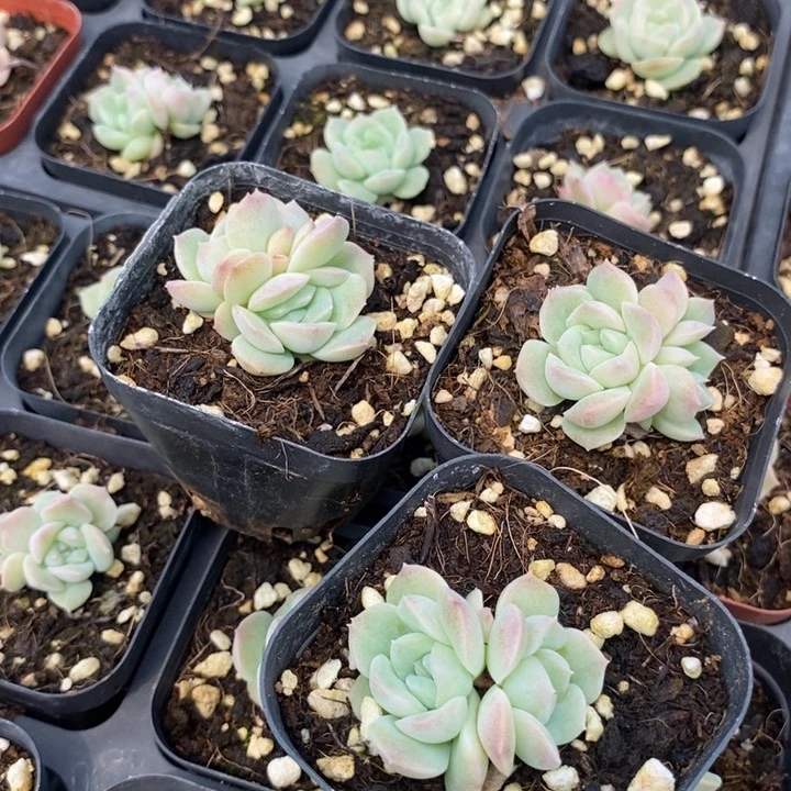 双头良辰苗一个多肉