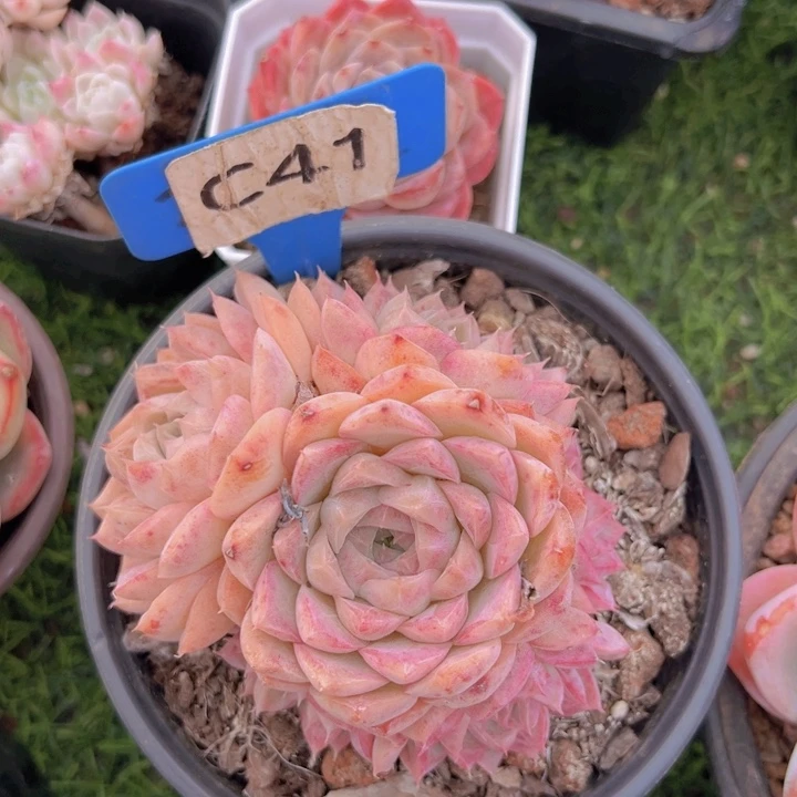 健健康康平平安安多肉