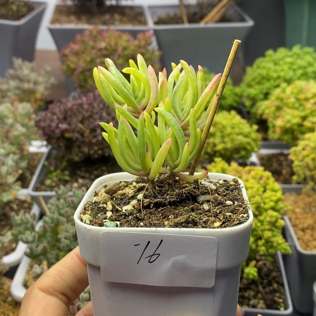 16冰花锦枝干番杏