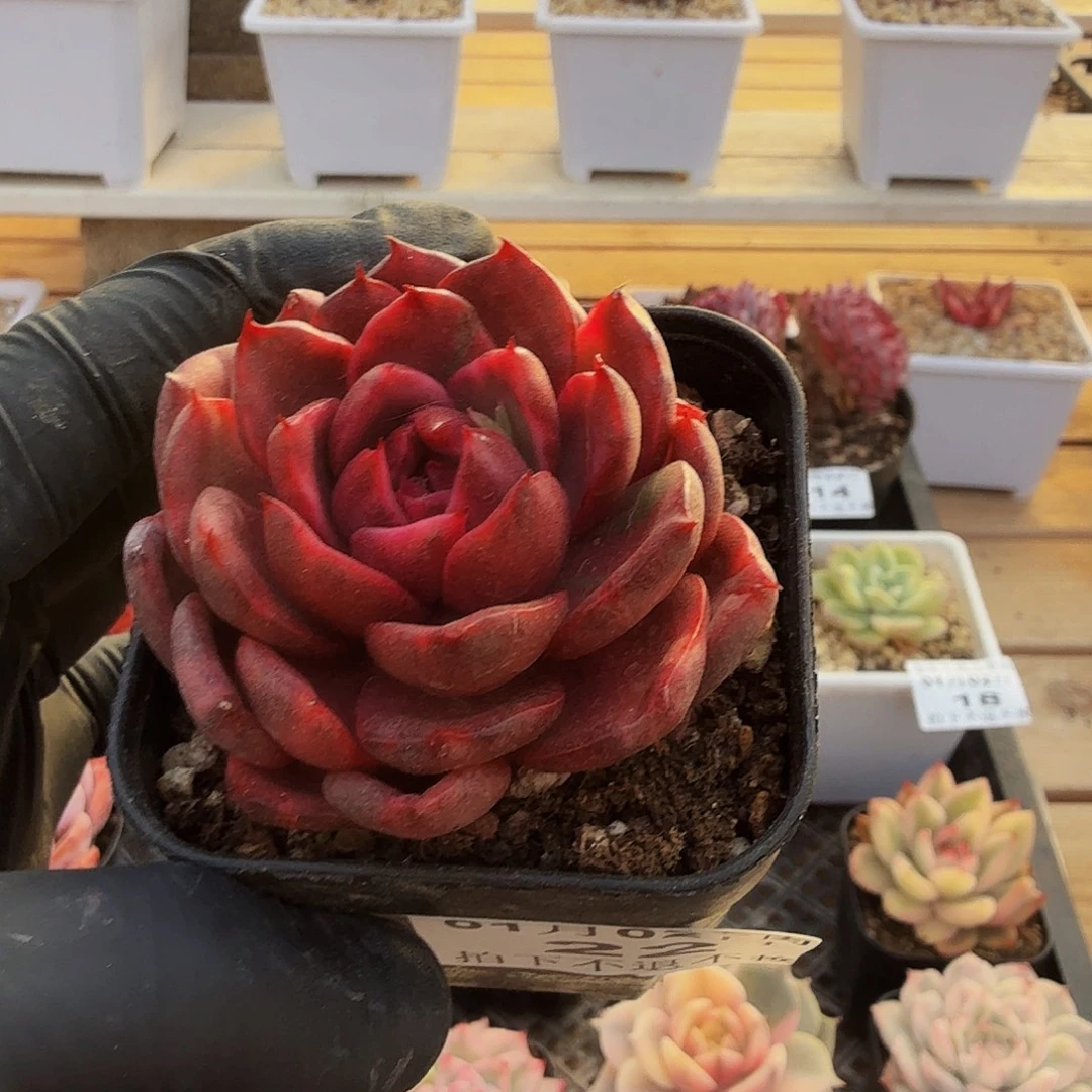 0102-22塔克帕梅拉锦