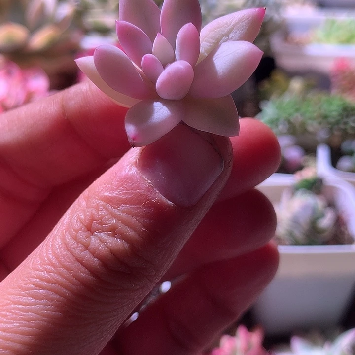 所罗门覆轮锦砍头