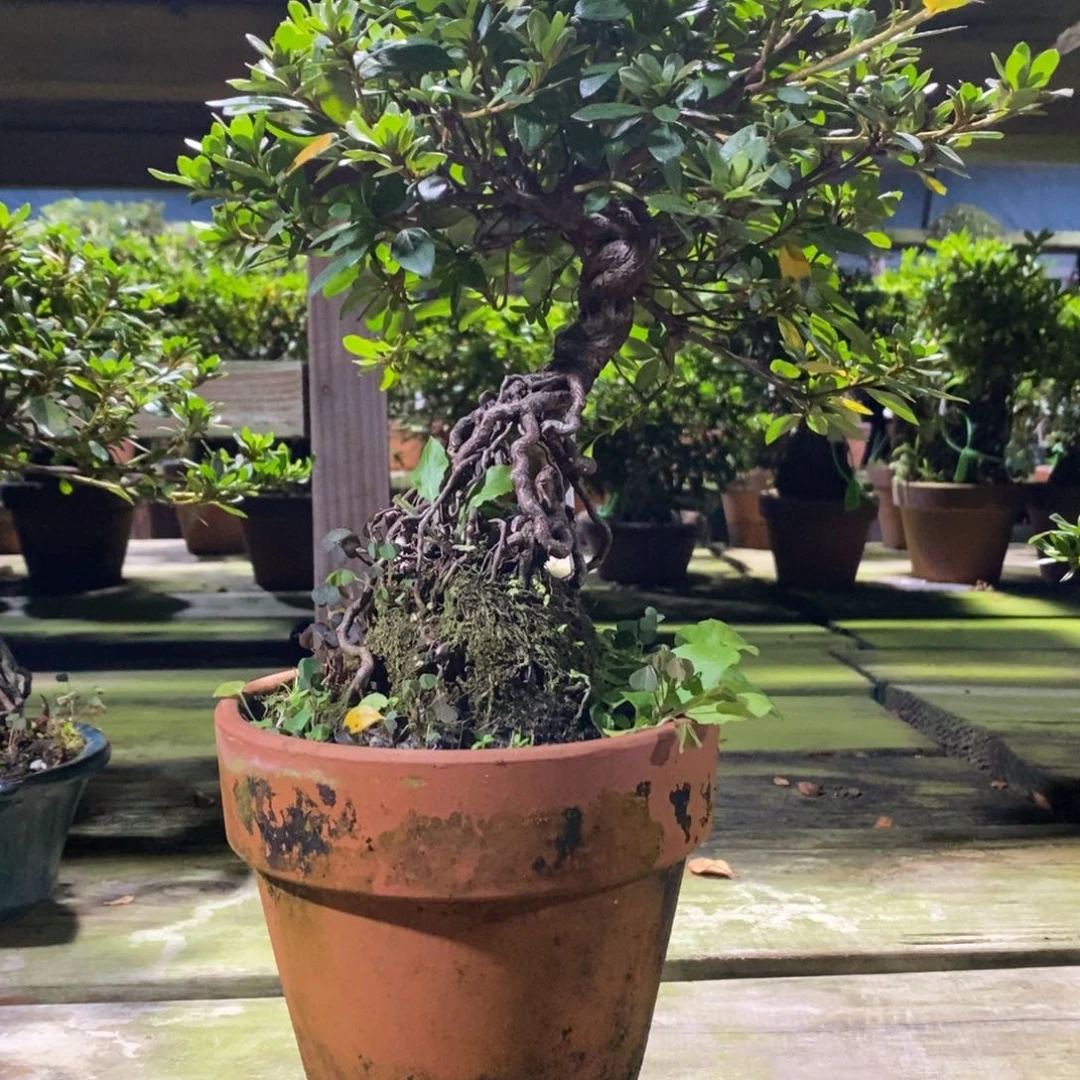 无花朵馒**爹提根杜鹃