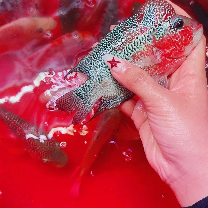 R***6罗汉鱼啊啊啊啊啊啊啊