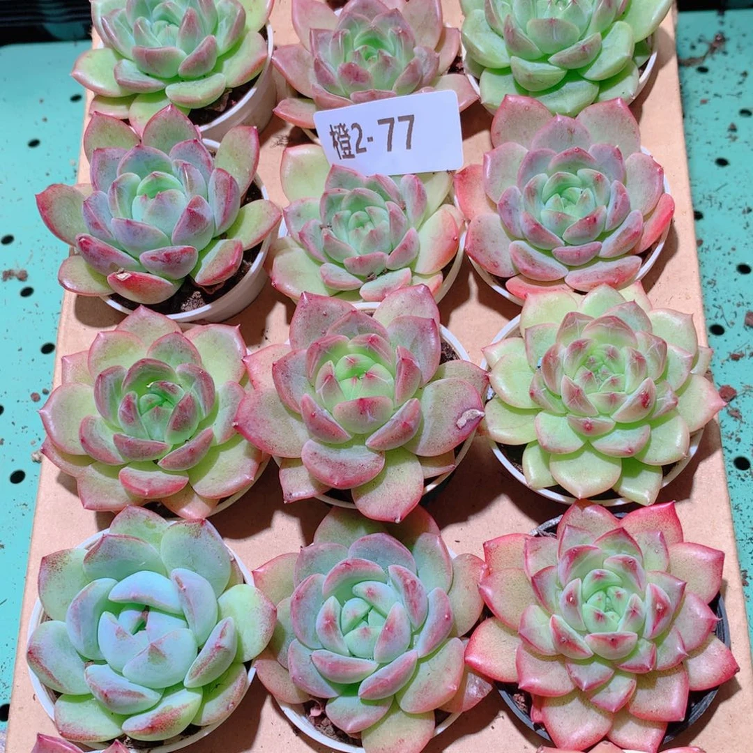 2-77一物一拍多肉带盆18颗