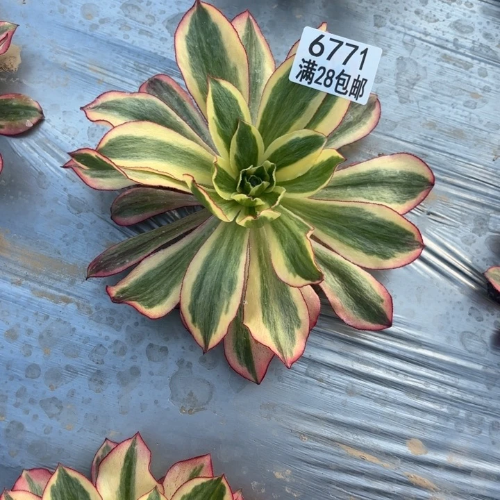 C.  6771魅影多肉