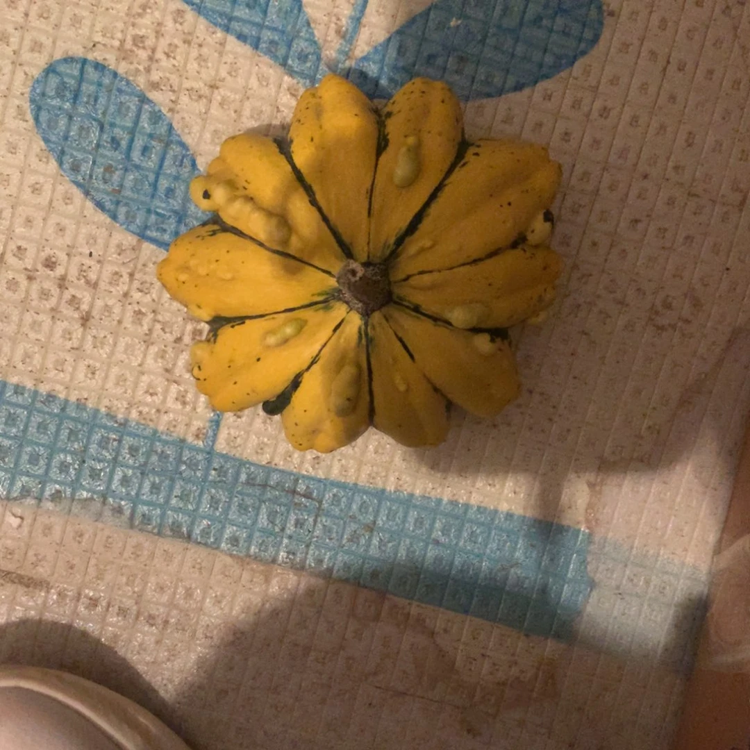 浓**香墨西哥葫芦！！！！！