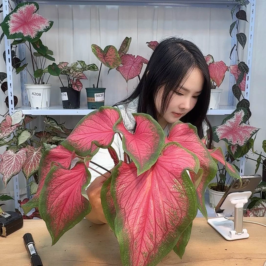 无花朵A242甜心一物一拍