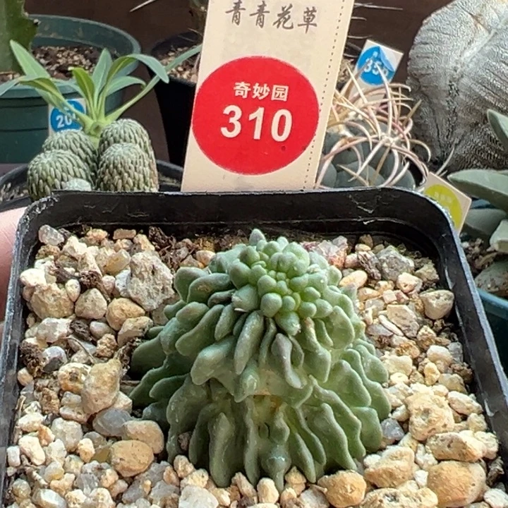 自根无刺蝌蚪球群一棵