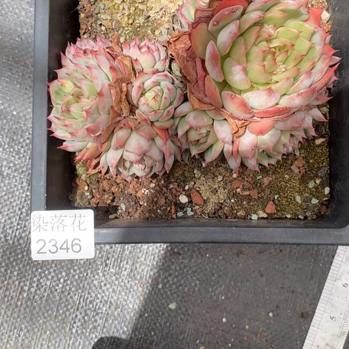 ￥*鑫精品多肉植物2346散