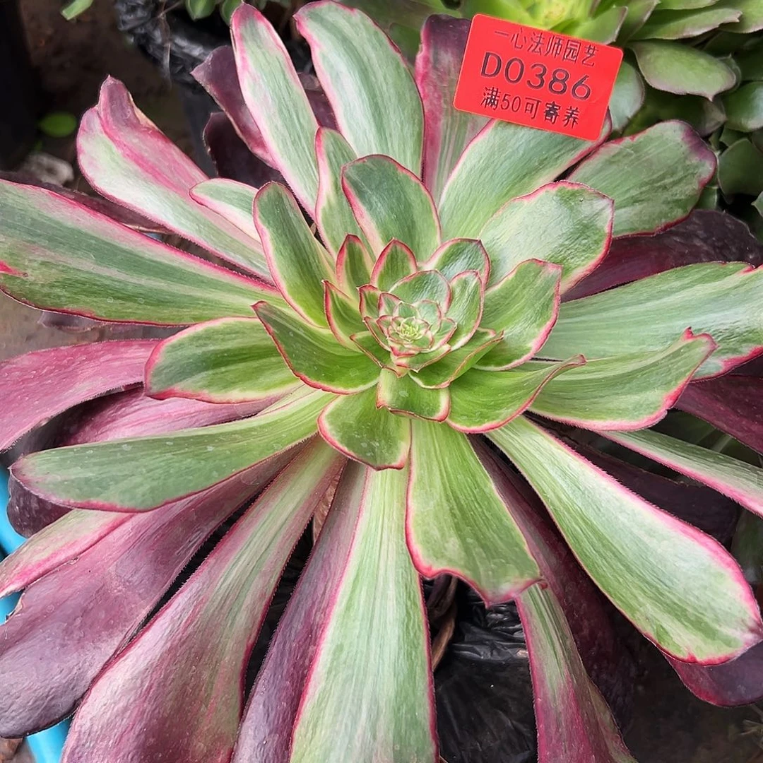 0386多肉植物紫燕