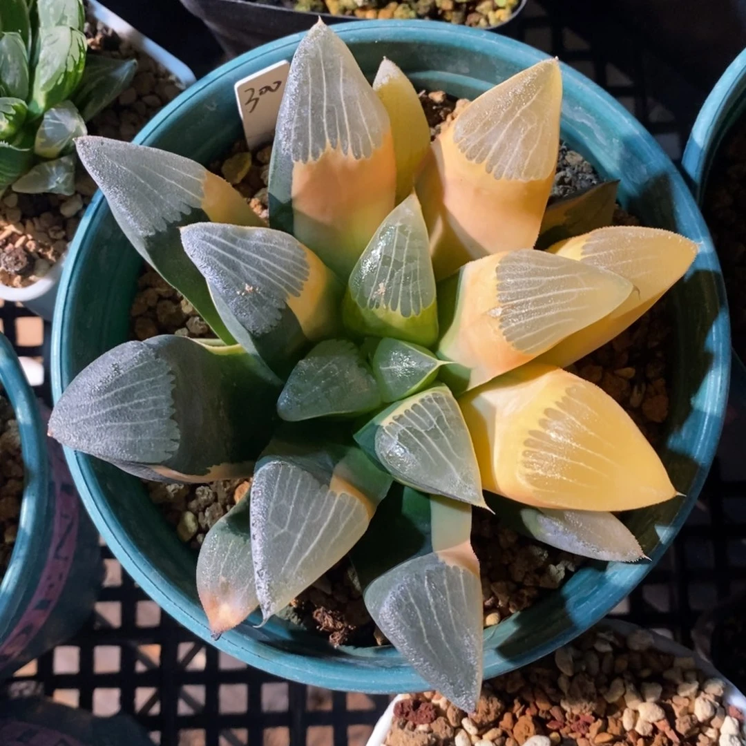 一颗实生大克锦。