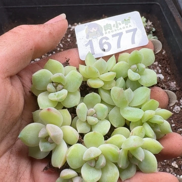 无花朵多肉植物多肉植物