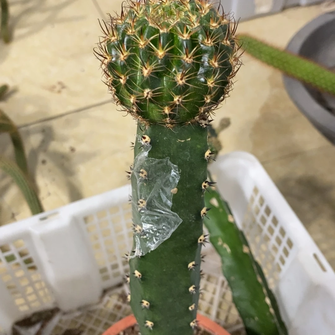 新品黄白丽花绣谱母本一个