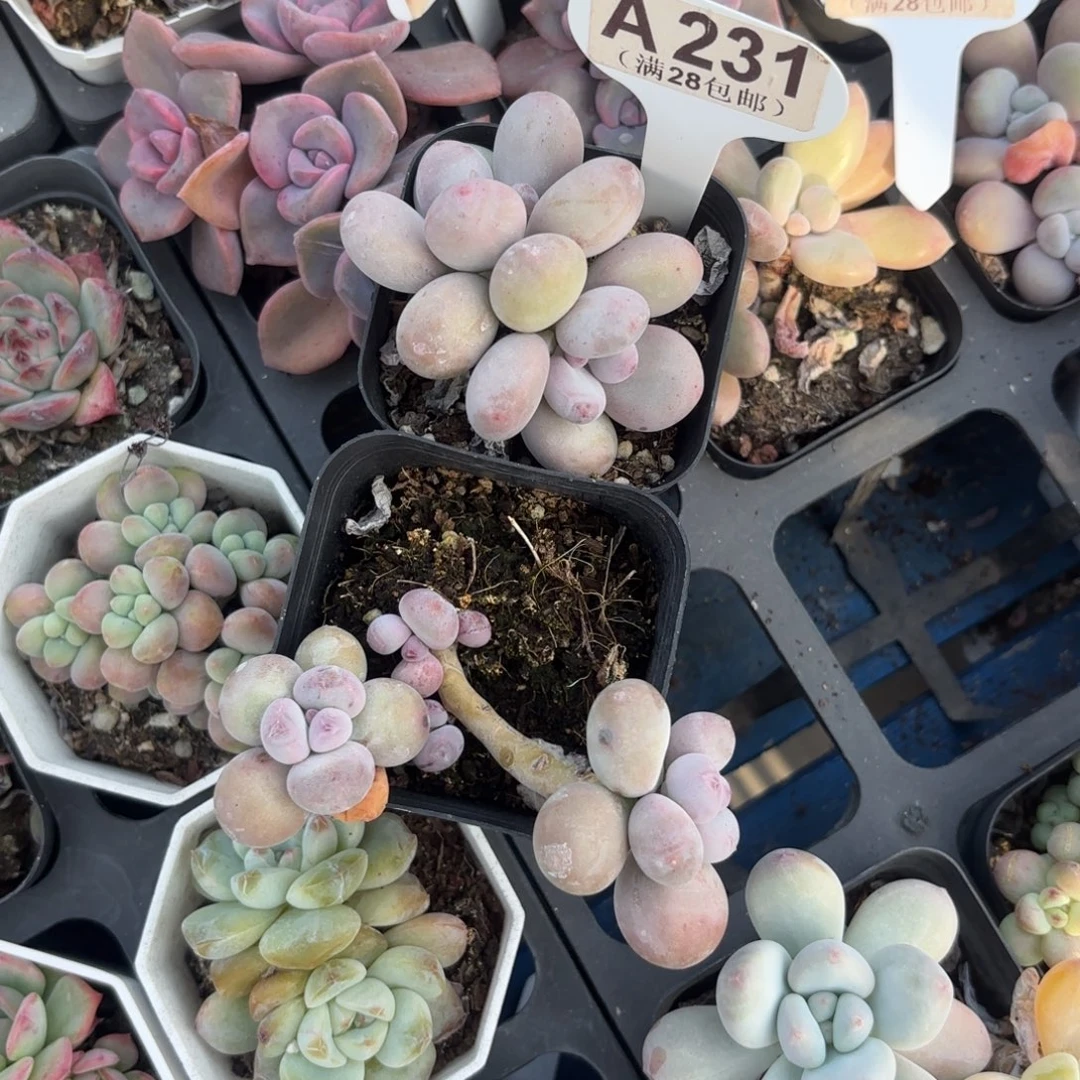 A231两颗一物一拍