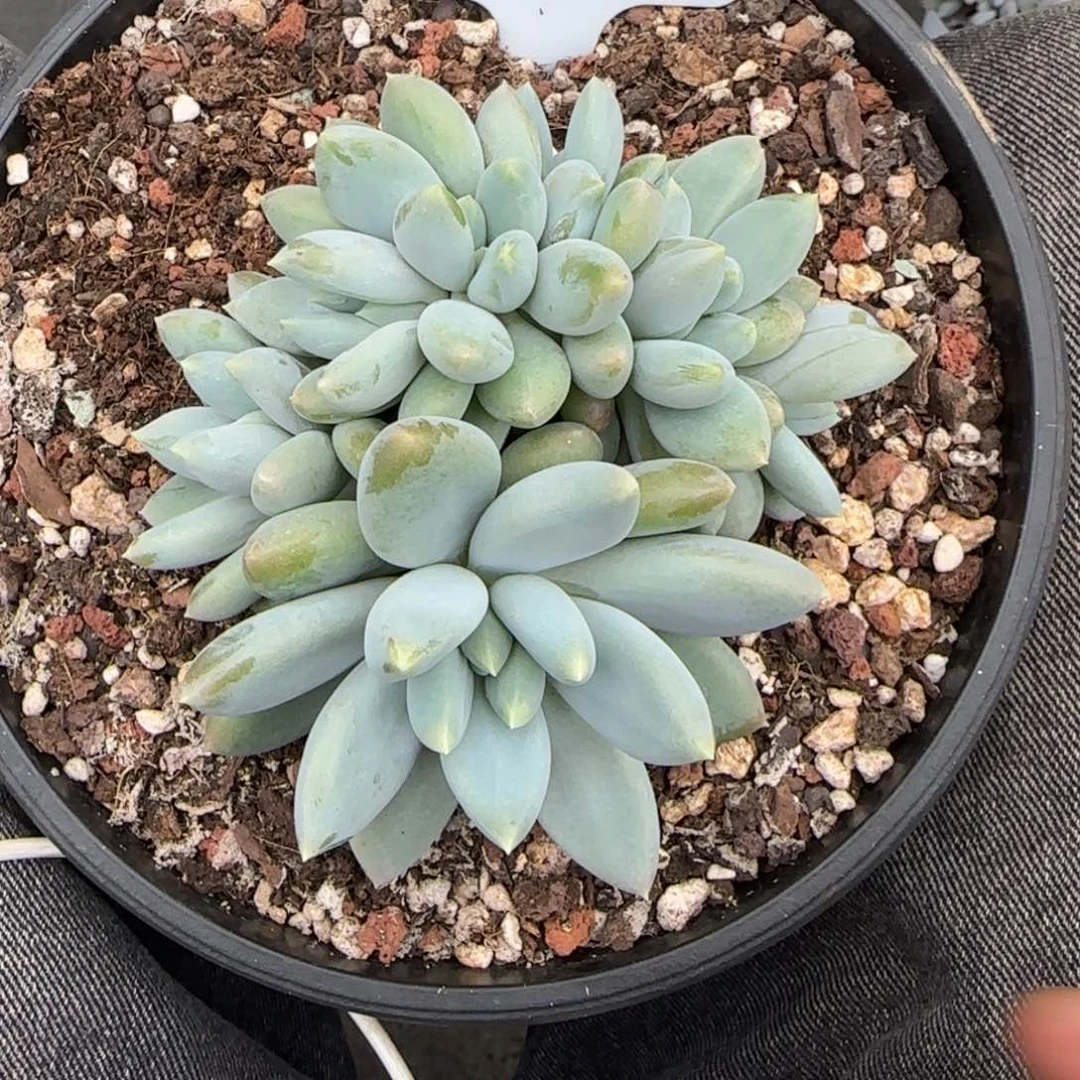 一物一拍黄胖体哥特胸花朵朵缀108