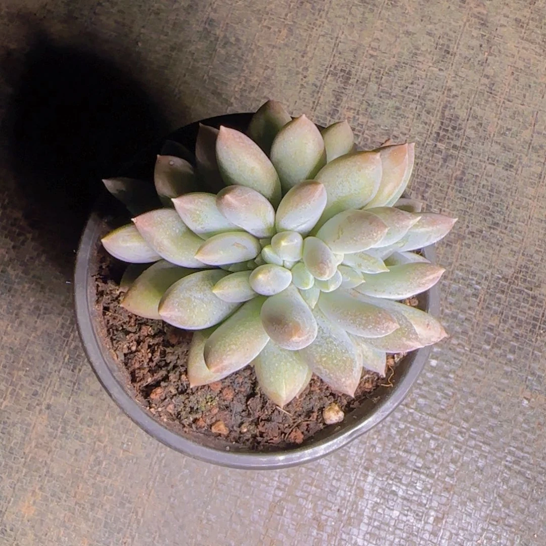 哥特缀福利1111111111111