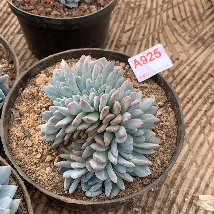 925 满28包邮脱土发货