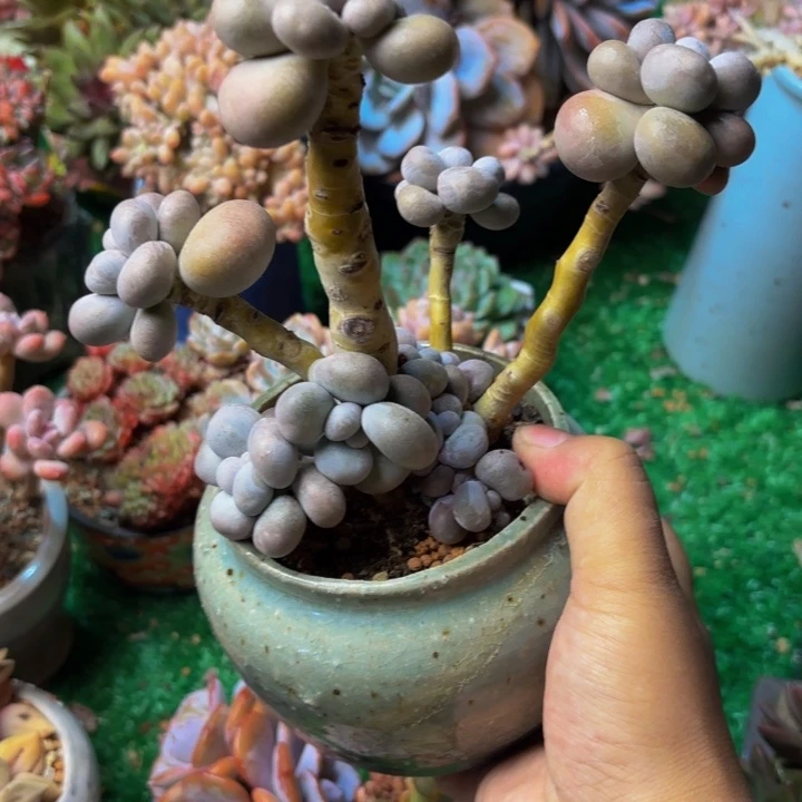 贵妃奶老桩一颗 脱土发货