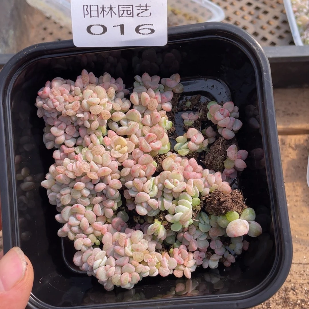 多肉植物多肉植物16