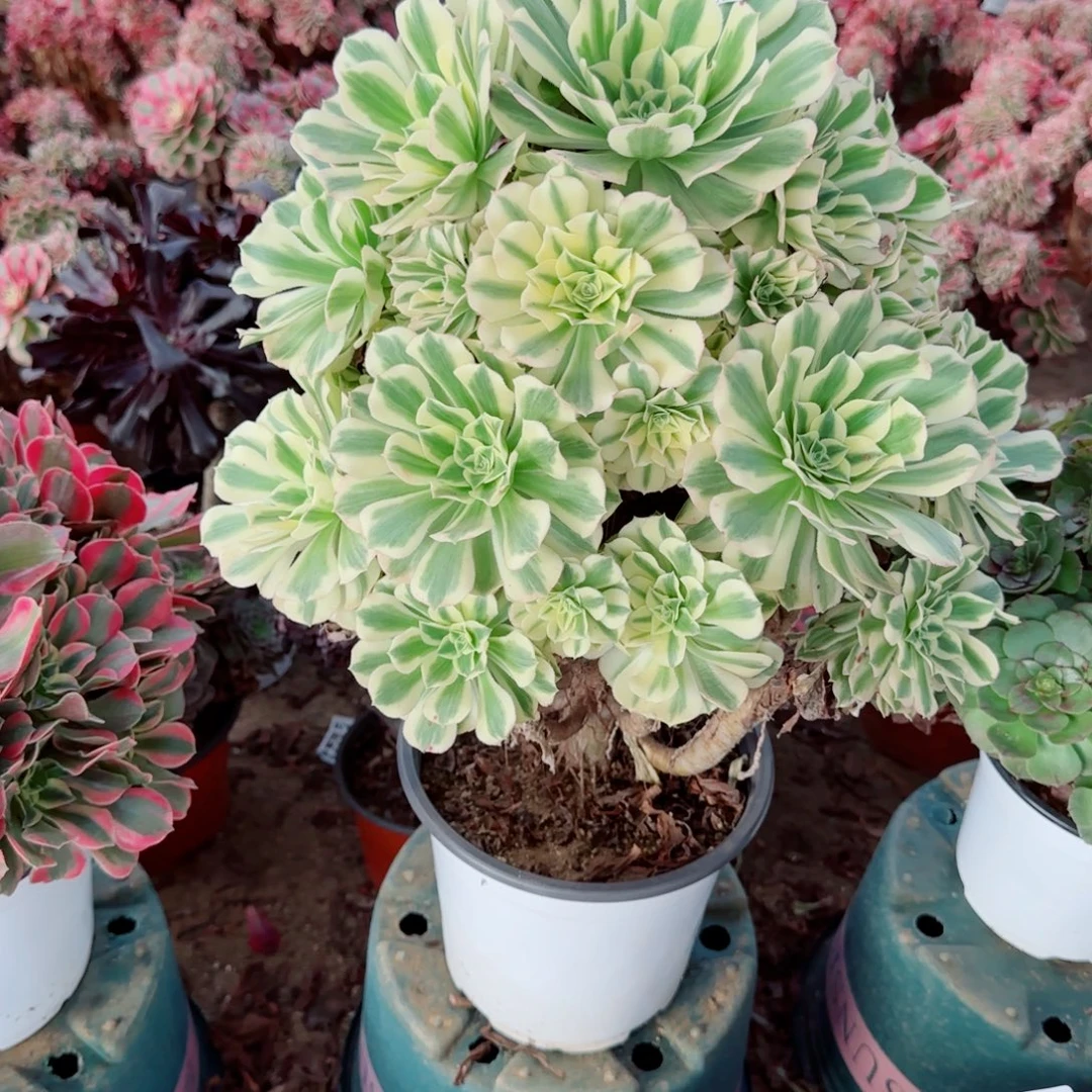 迈巴赫法师125冠幅27