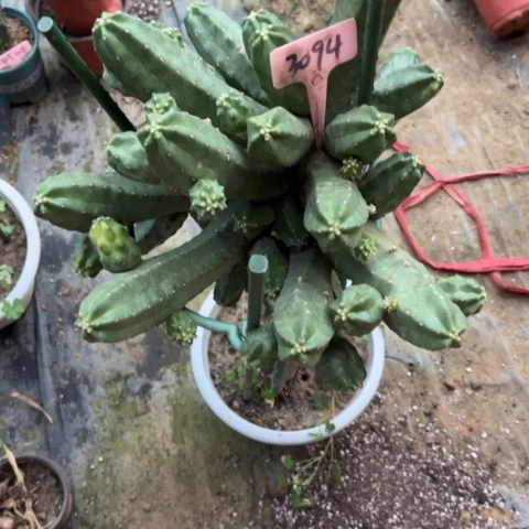 生***天桃太郎无售后介意勿拍3094