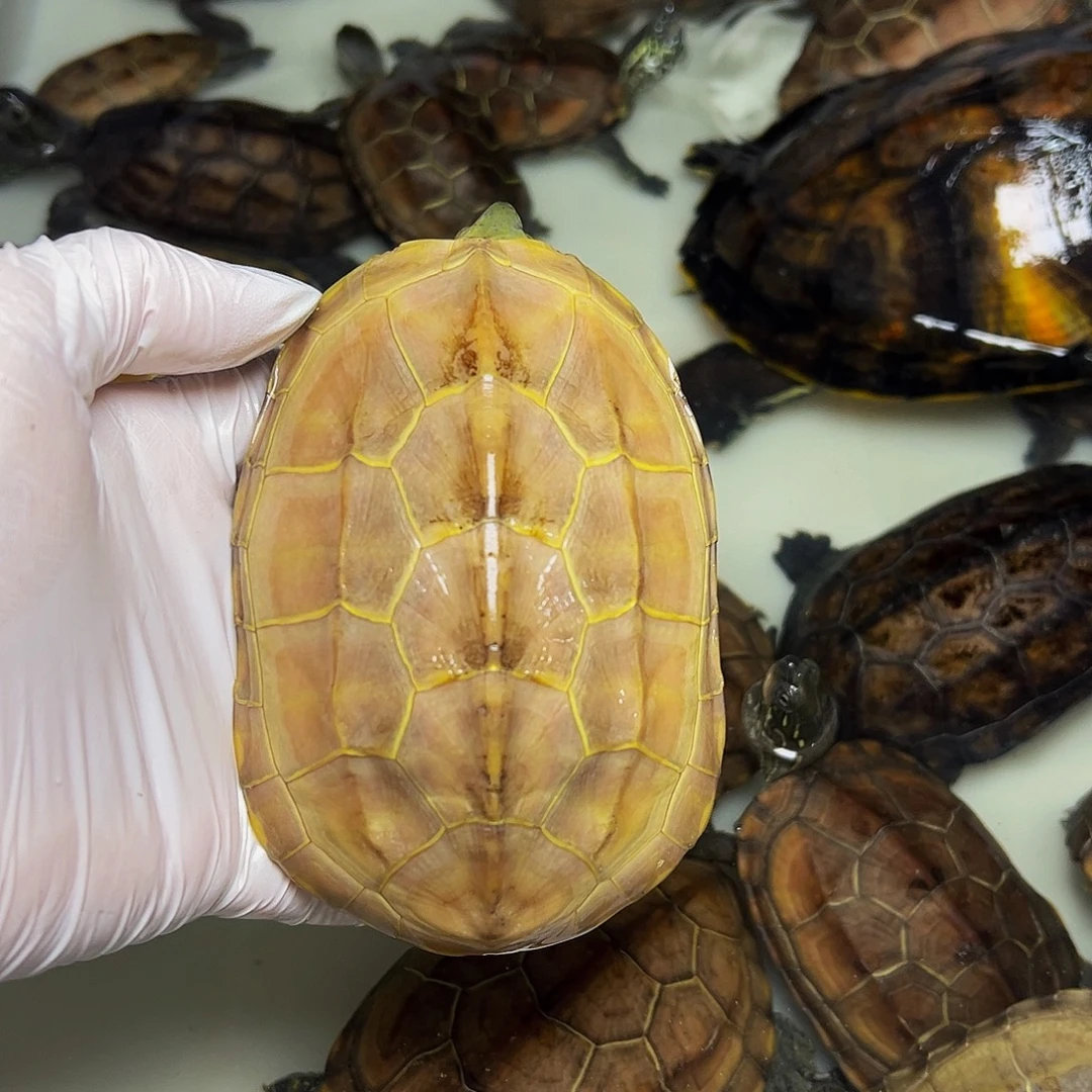 中华草龟母黄壳母草龟