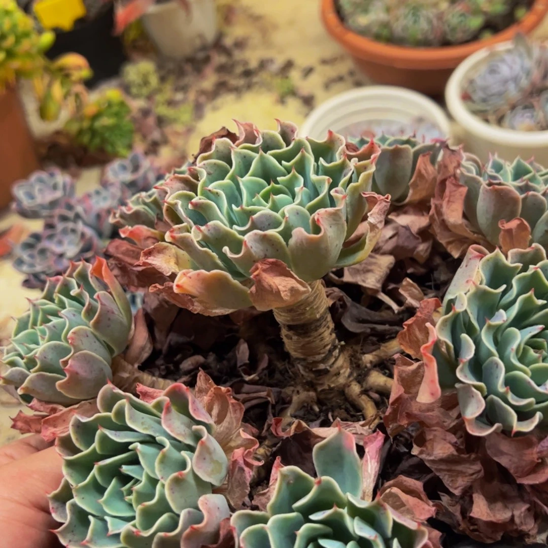 海啸完美手捧群生