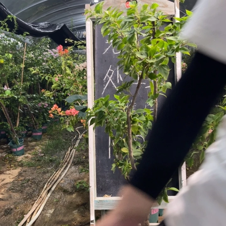 无花朵三角梅三角梅1395