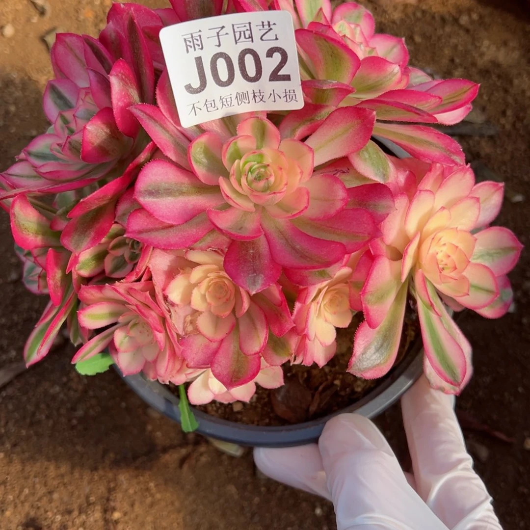 002倾城尺寸18左右