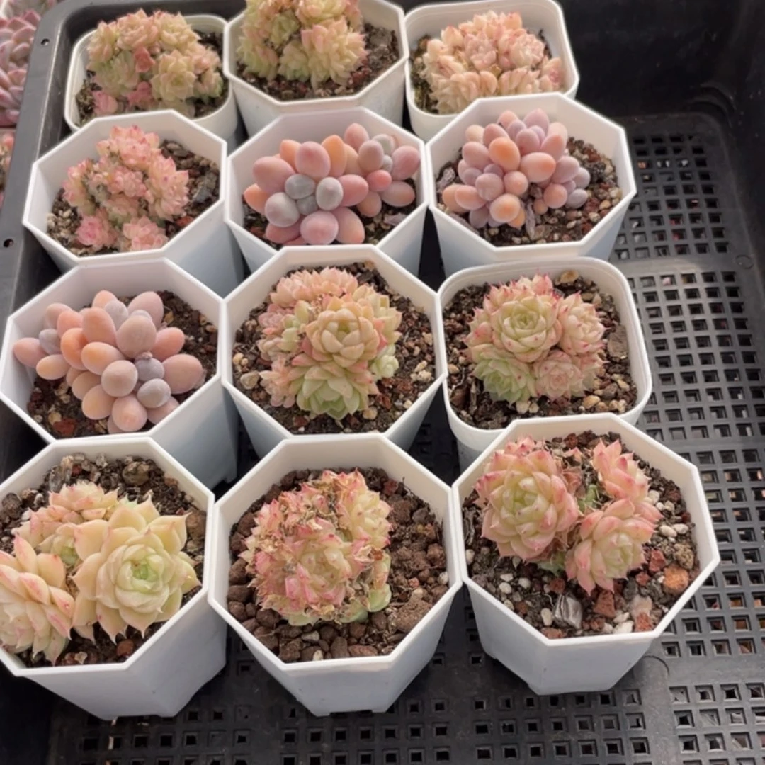 不包整散 盆子不售后1839