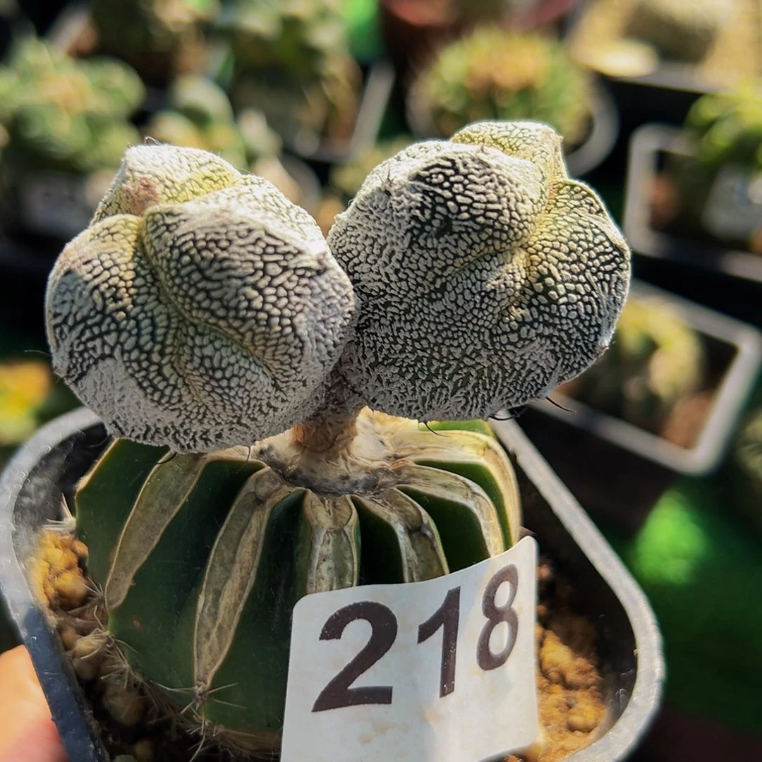 无花朵福利苗接双头三棱恩中218