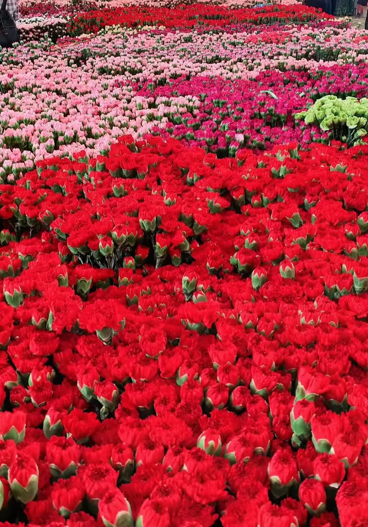 【满四件包邮】单头康乃馨20支  云南基地鲜花   家养