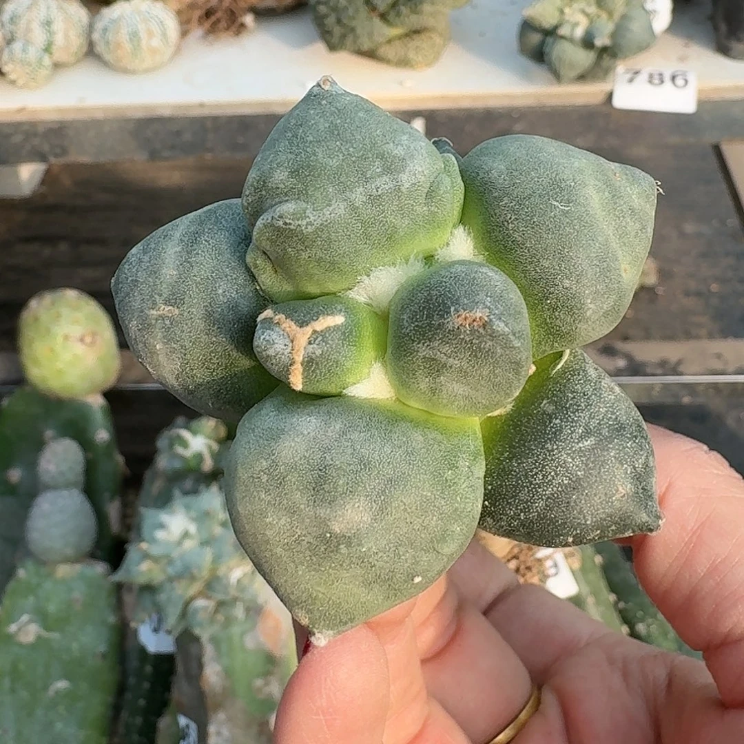 全部花朵光面达摩蛋160