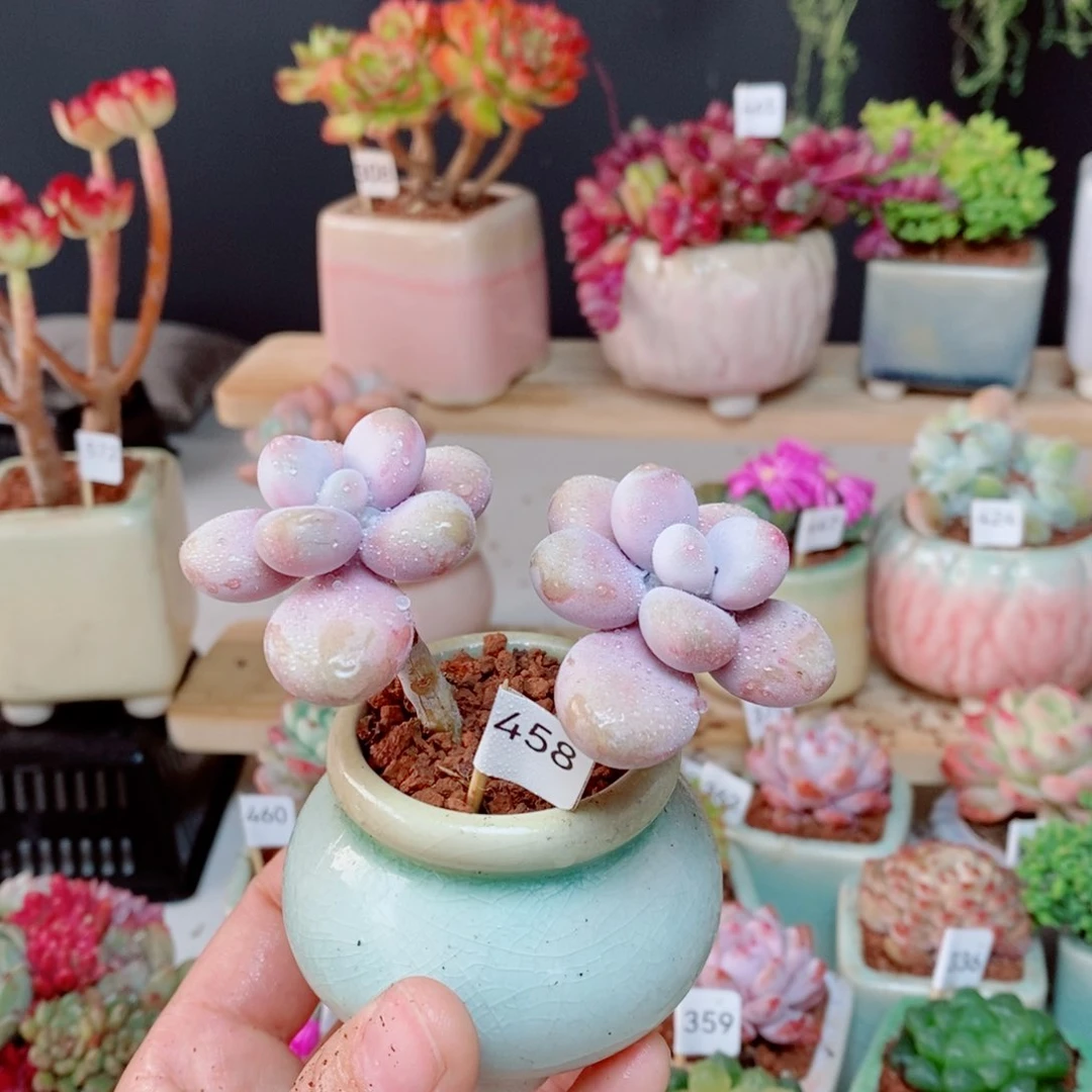 一物一拍多肉植物458桃蛋