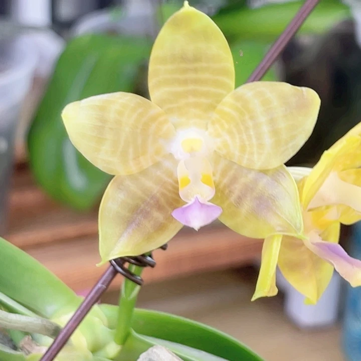 完全开放弥陀87-388