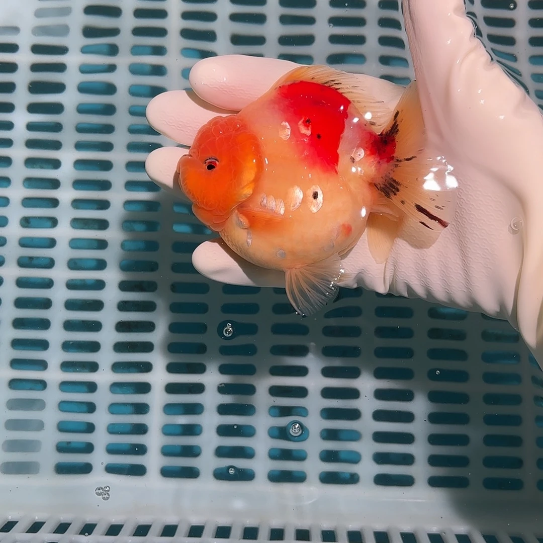 金鱼金鱼5818585485