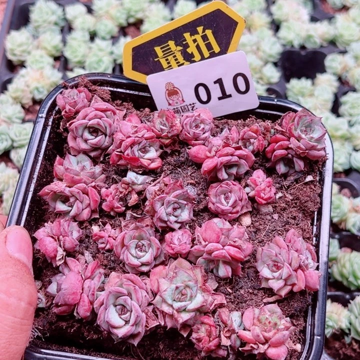 多肉植物多肉植物