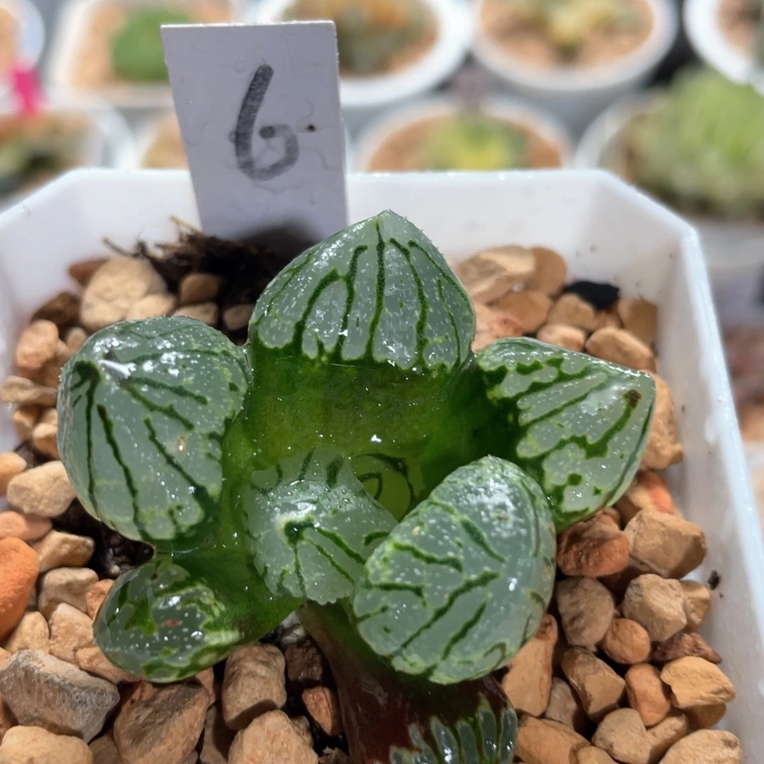 6月光宝盒。