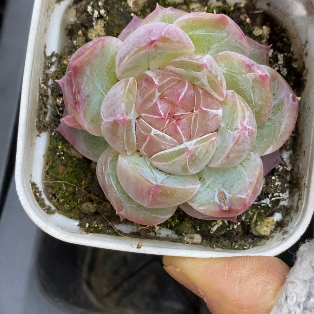 精品多肉一物一拍不包整85