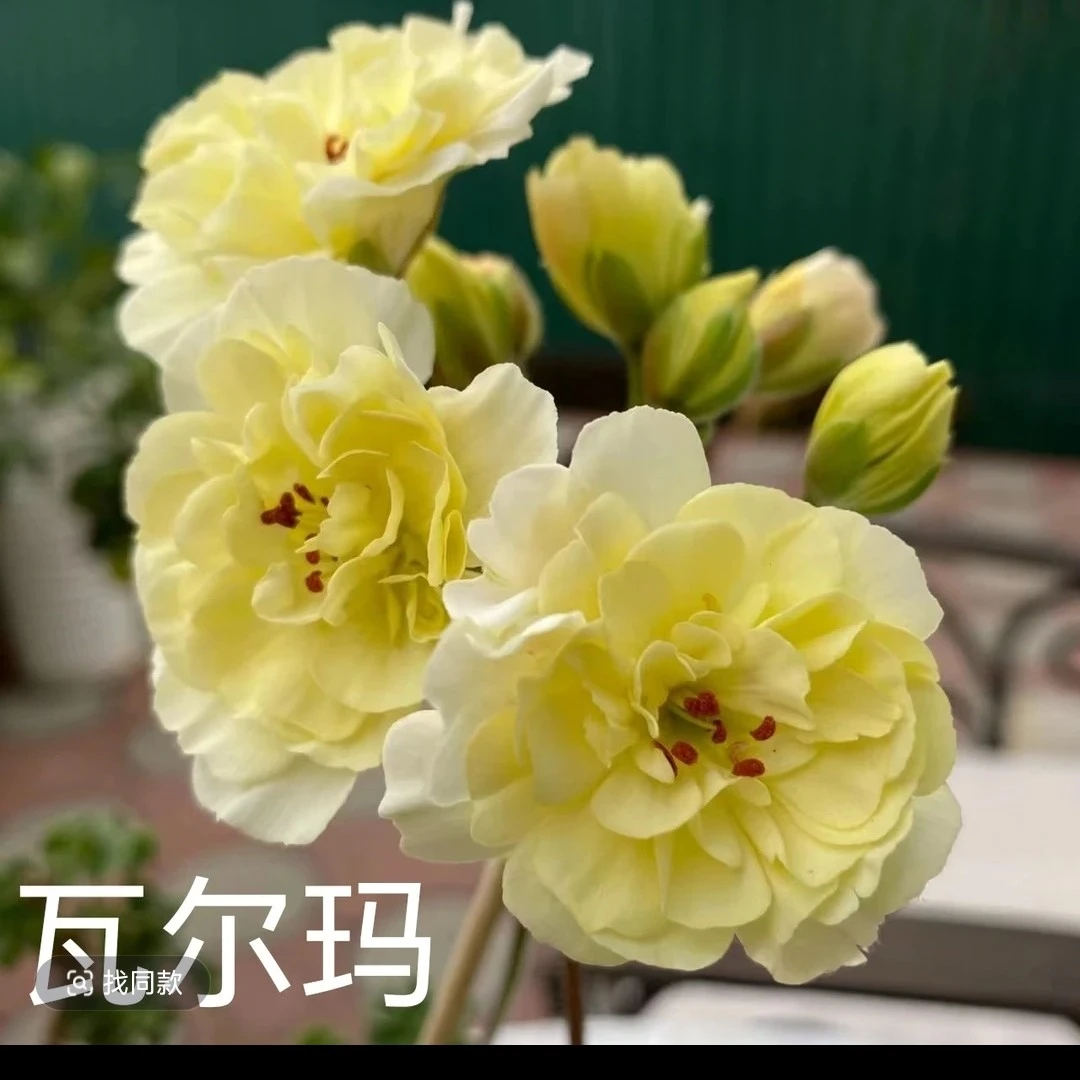 瓦尔玛 兽系品种