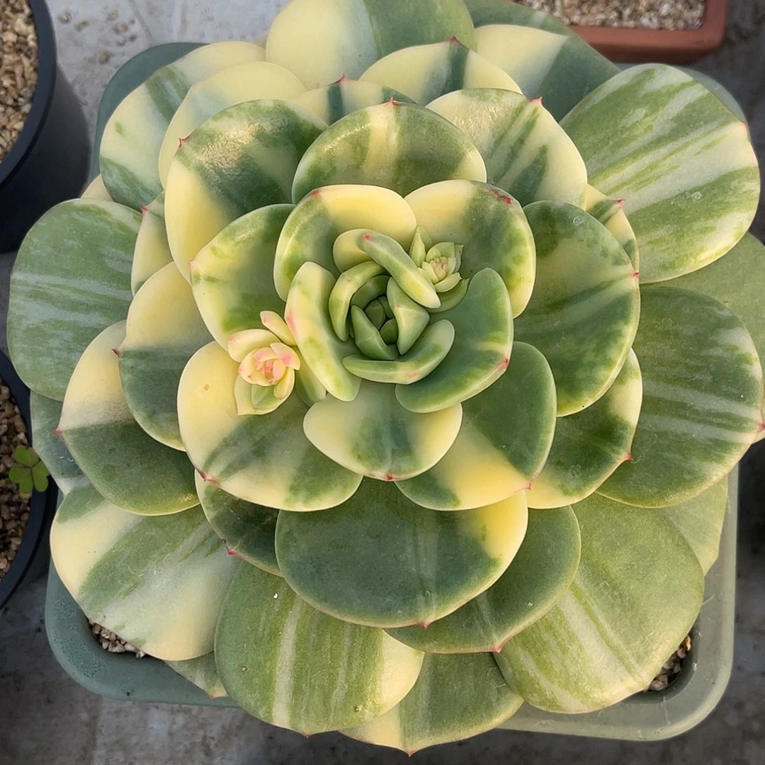 尚品园艺福利锦母本